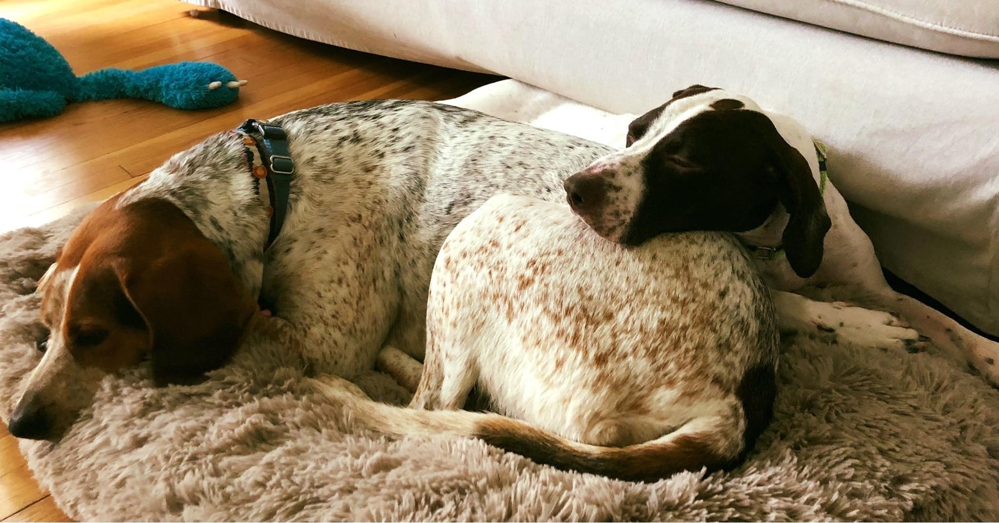 Pointer Mix Rescue Happy Tails – Pointer Rescue Organization
