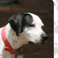 Sarge in Georgia (8 y.o. Male)
