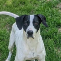 Buck in Minnesota (5 y.o. Male)