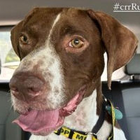 Rusty in Texas (5 y.o. Male)