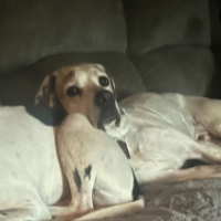 Scout in New Jersey (9 y.o. Male)