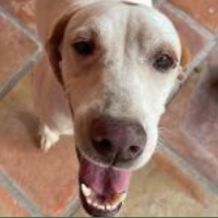 Moka in Texas (4-5 y.o. Female)