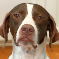 Henney in Illinois (5-6 Female)