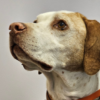 Brighton in California (8 y.o. Male)