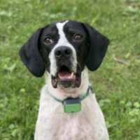 Ollie in Illinois (1 y.o. Male)