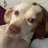 Needs Foster Charlie in Virginia (3 y.o. Female)