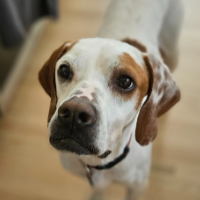 Copper in Illinois (6 y.o. Male)