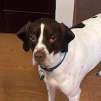 Needs Foster Atlas in Pennsylvania (2-3 y.o. Male)
