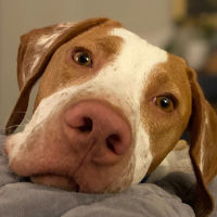 Arthur in Tennessee (9 m.o. Male)