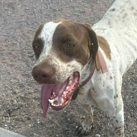 Needs Foster Jack in South Carolina (2 y.o. Male)