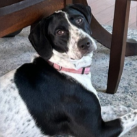 Sage in Texas (7 month old Female)