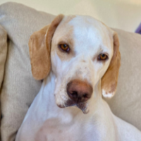 Teddy in Wyoming (1.5 y.o. Male)