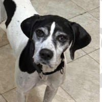 Boone in Virginia (7 y.o. Male)