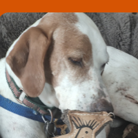 Tiger in California (8 y.o. Male)