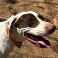 Needs Foster Elvis in Virginia (4  y.o. Male)