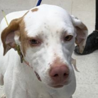 Needs Foster Meg in Georgia (4  y.o. Female)