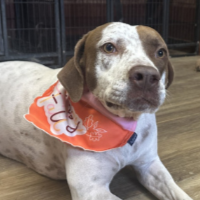 Needs Foster Tails in South Carolina (2.5  y.o. Male)