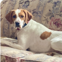 Bunny in Michigan (2  y.o. Female)