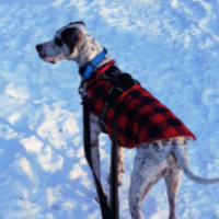 Daisy in Ohio (4  y.o. Female)