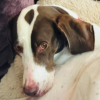 Molly in Arizona (4  y.o. Female)