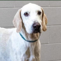 Needs Foster Elmer in Iowa (8 y.o. Male)