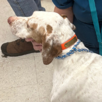 Needs Foster Flem in Georgia (3 y.o. Male)