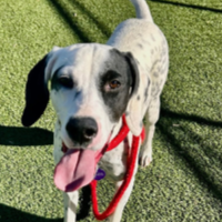 Needs Foster Freckles in Tennessee (1 y.o. Male)