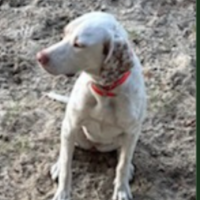 Needs Foster Jill in Florida (2 y.o. Female)