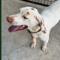 Needs Foster Lucy in Florida (2 y.o. Female)