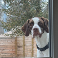 Mac in Missouri (4 y.o. Male)