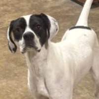 Needs Foster Milli in Ohio (13 m.o. Female)