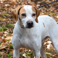 Needs Foster Pete Virginia (5 y.o. Male)