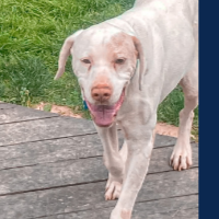 Needs Foster Syd in Illinois (10-11 y.o. Male)