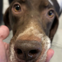 Needs Foster Topher in Virginia (4 y.o. Male)