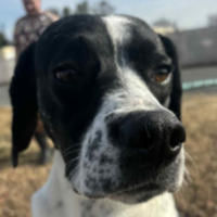 Needs Foster Whithers in Virginia (1 y.o. Male)