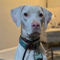 Pickles in Tennessee (2 y.o. Female)