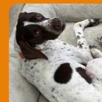 Zippy in Missouri (2 y.o. Male)