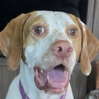 Needs Foster Tank in Texas (5 y.o. Male)