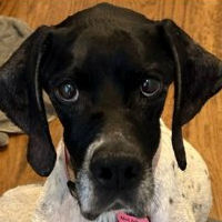 Needs Foster Meli in Pennsylvania (9 y.o. Female)