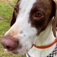 Charlie (FKA Max) in New Jersey (2 y.o. Male)