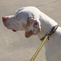 Needs Foster Crash in South Carolina (2.5 y.o. Male)