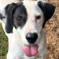 Needs Foster Jay in Georgia (8 y.o. Male)