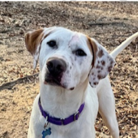 Jelly Bean in North Carolina (8 m.o. Male)