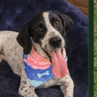 Needs Foster Jezebel in Texas (2 y.o. Female)