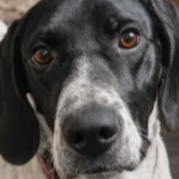 Needs Foster Nashville in Texas (2 y.o. Male)