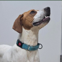 Needs Foster Chip in Georgia (8 m.o. Male)