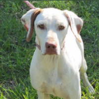 Needs Foster Hope in Georgia (3 y.o. Female)