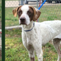 Needs Foster Sally in Oklahoma (5 y.o. Female)