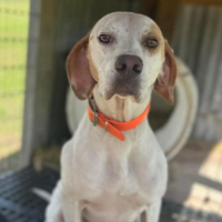 Needs Foster Stella in Texas (2 y.o. Female)