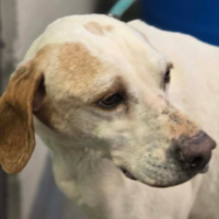 Needs Foster Sue in Oklahoma (5 y.o. Female)